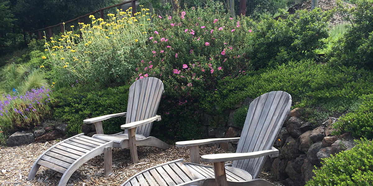 Drought Tolerant Native Plant Gardening Drought Tolerant Native Plant Gardening