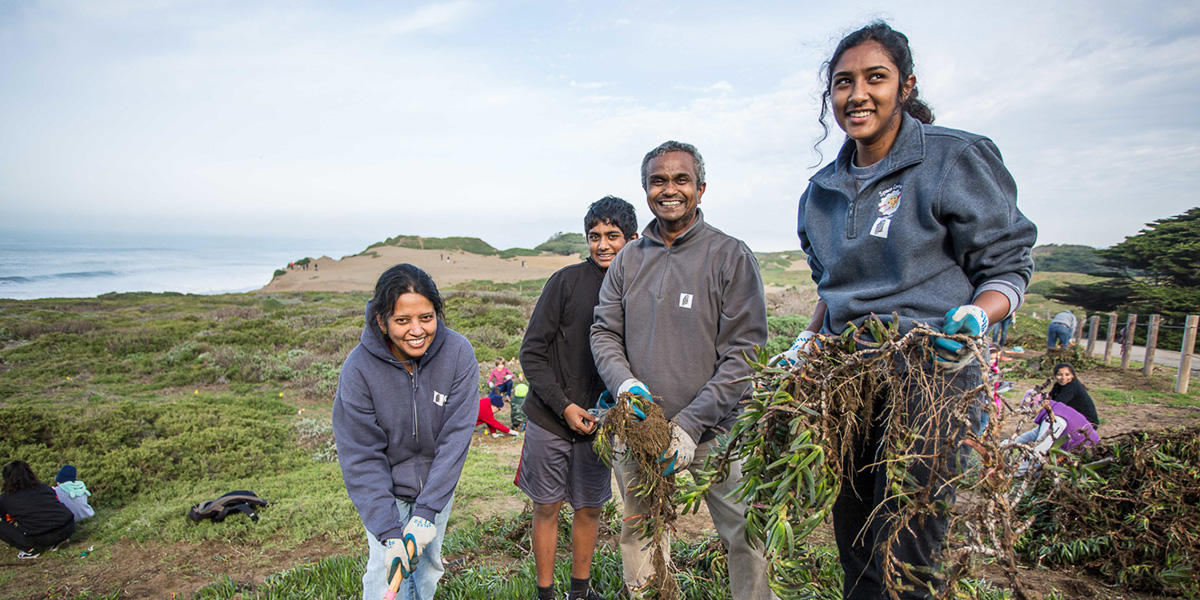 Volunteers remove ice plant to restore habitat volunteer; Eid
