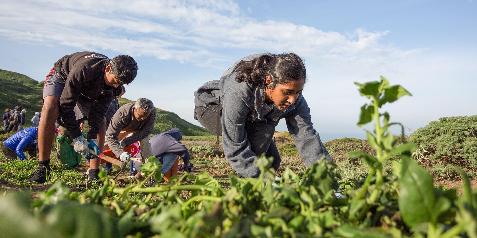 Volunteer Planting