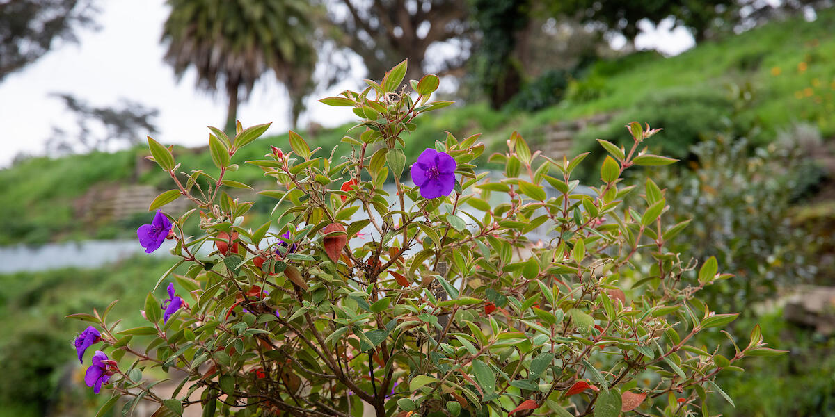 Purple Flowers at Black Point Historic Gardens