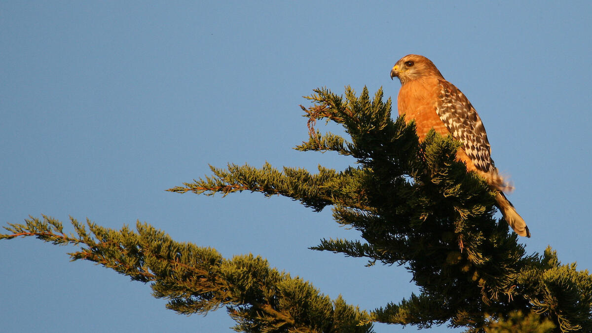 Red-Shouldered Hawk sitting in a tree