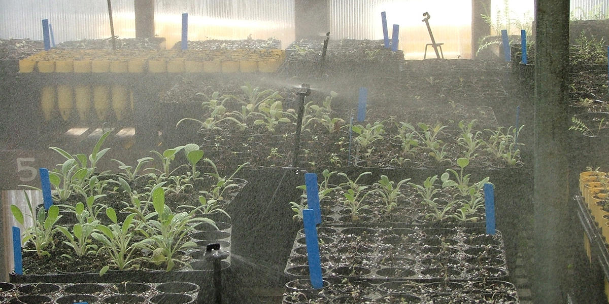 Native plant seedlings growing at Oceana Nursery. Growing for Restoration, Nursery Series, Park Academy