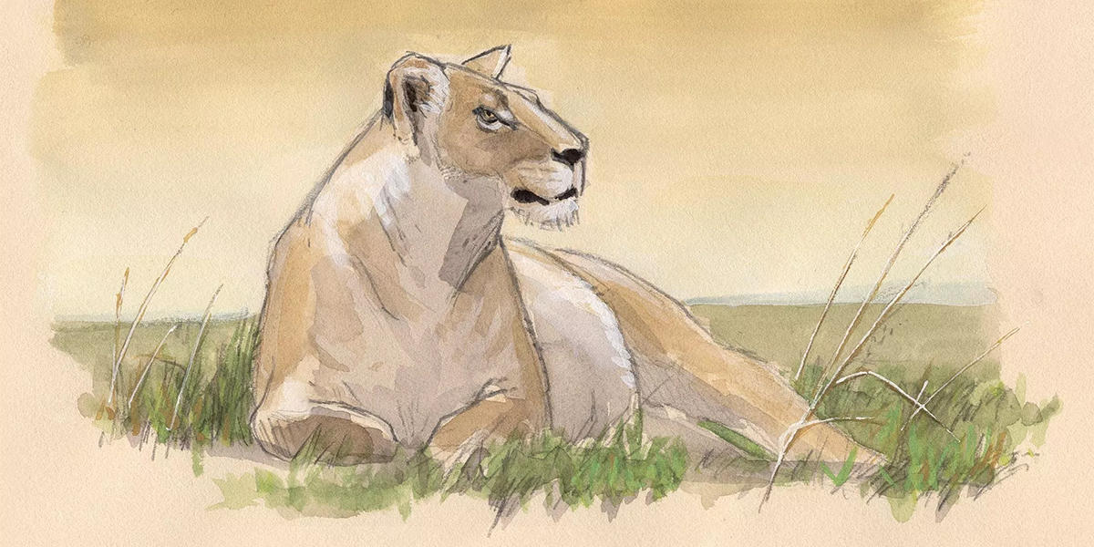 Nature Journal Club, Safari Sketching