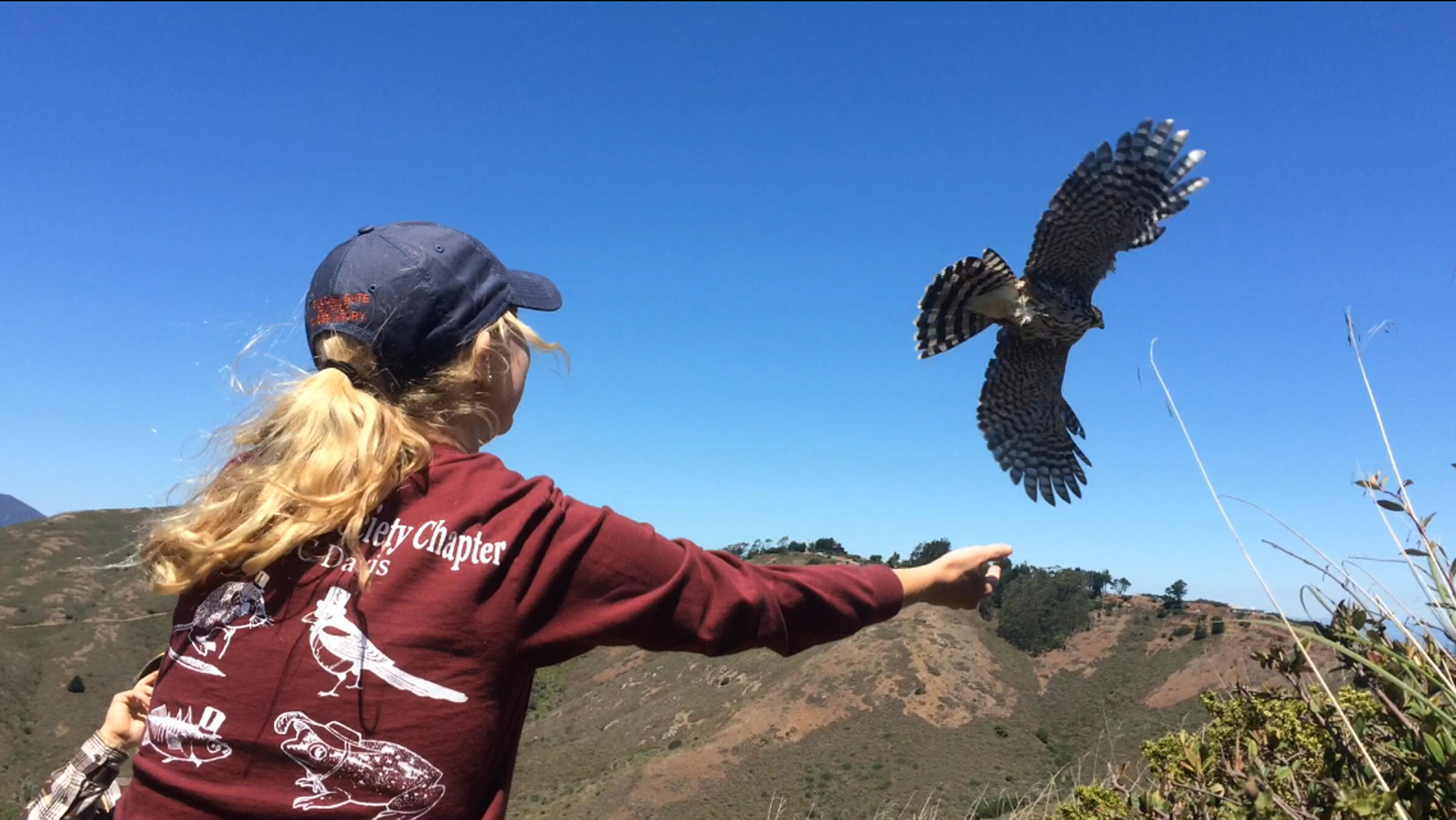 Volunteer Releasing Hawk