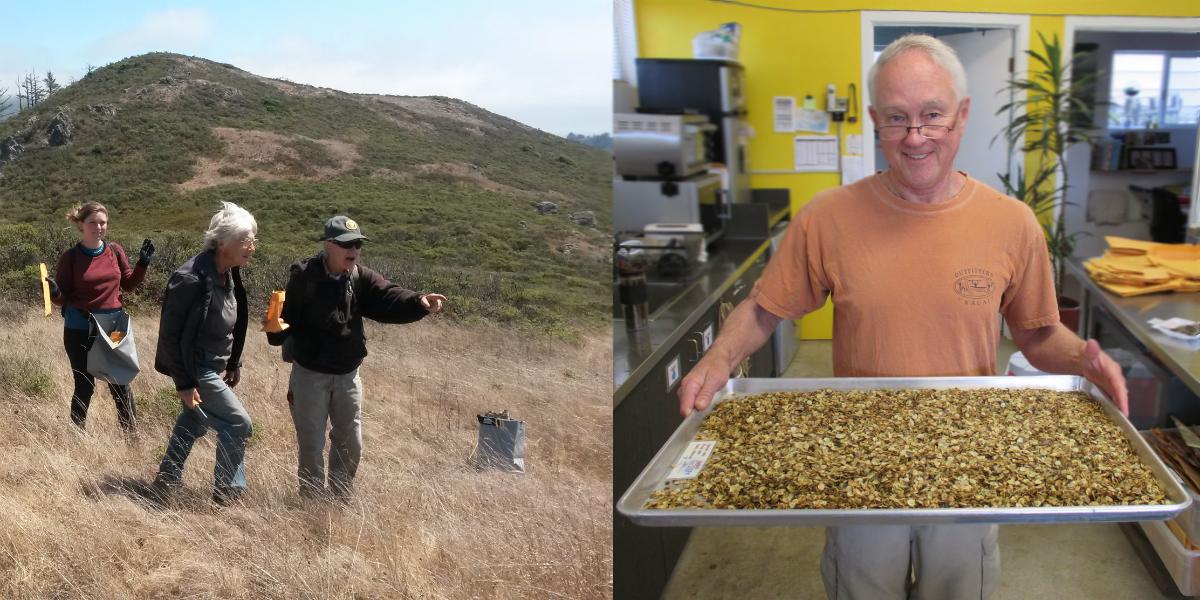 A group collects seed in a grassland. A volunteer holds a tray of seeds.