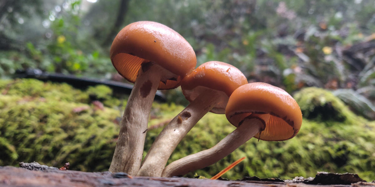 Funeral bell mushroom on Mt Tam's Kent Lake area