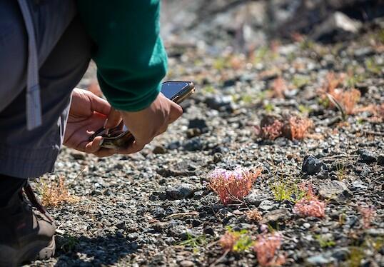 A volunteer with dark pants kneels at the left of the screen to take a picture with a phone of light pink flowers against a rocky background.