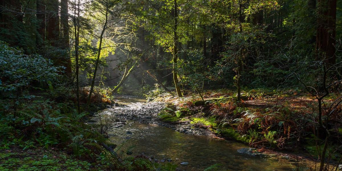 Redwood Creek Image of Redwood Creek in Muir Woods