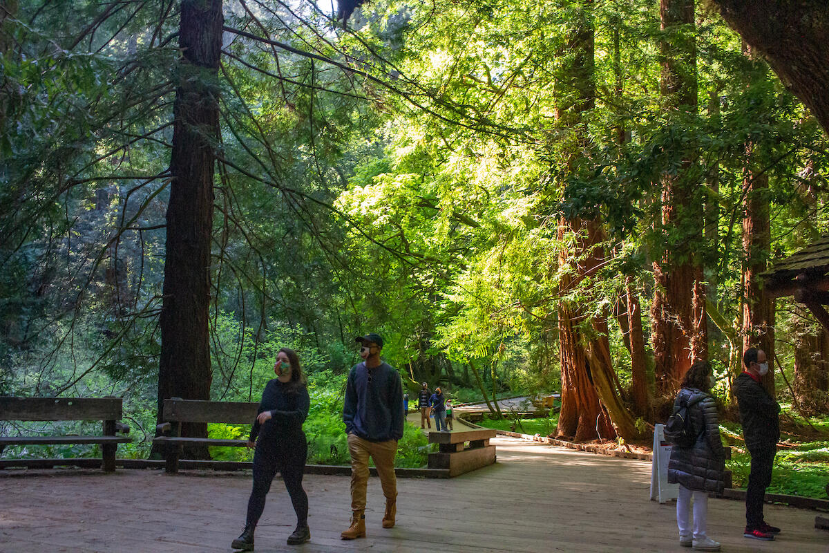 Masked visitors walking through Muir Woods.