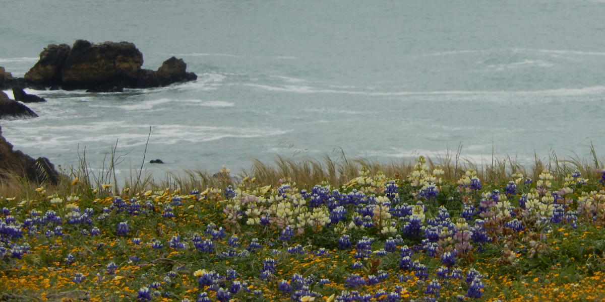 Mori Point Biodiversity Walk