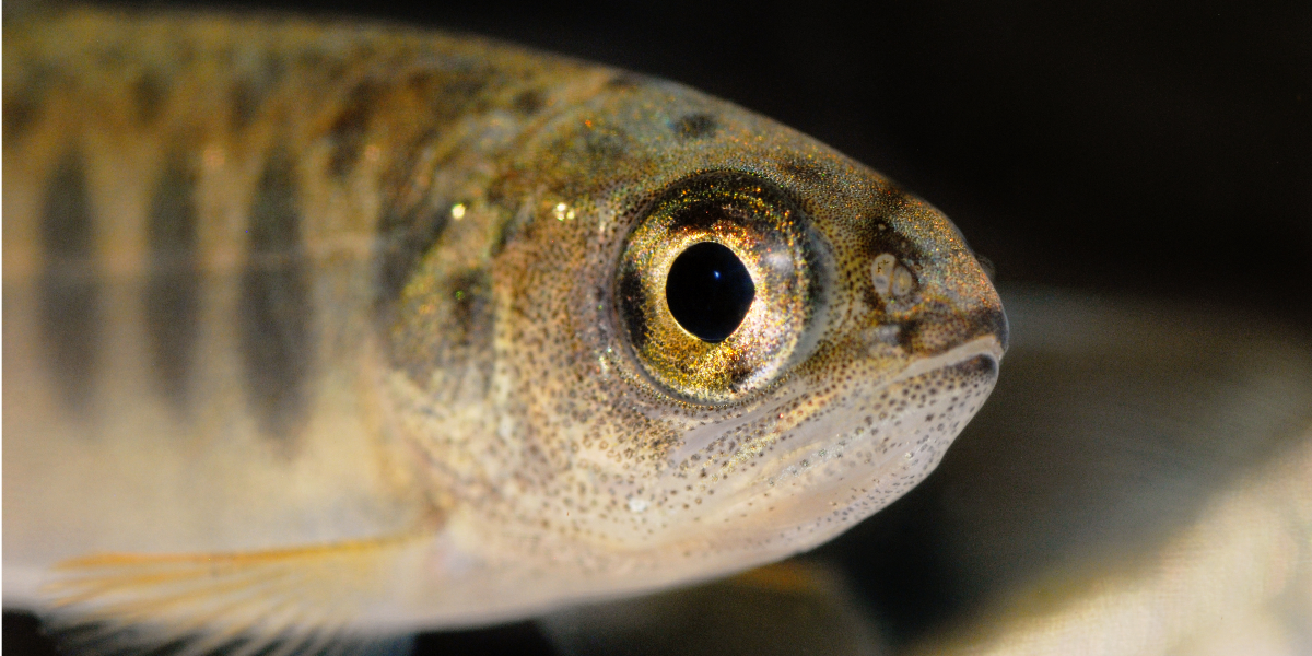 juvenile coho salmon