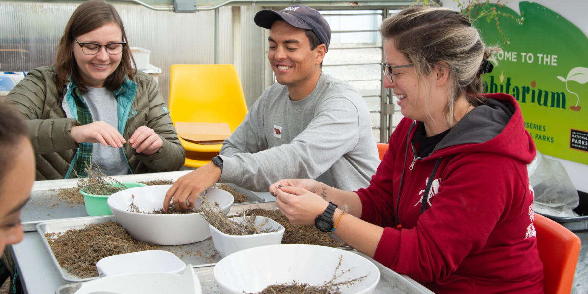 Presidio Nursery volunteers work with seeds