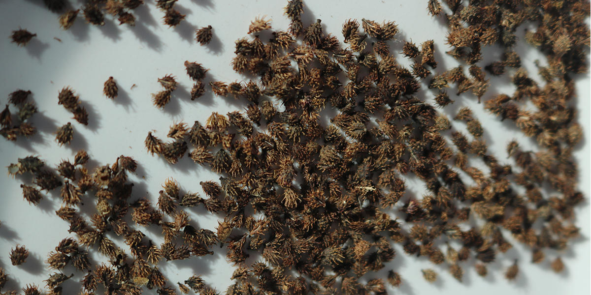 Introduction to Seed Collection and Cleaning, Park Academy