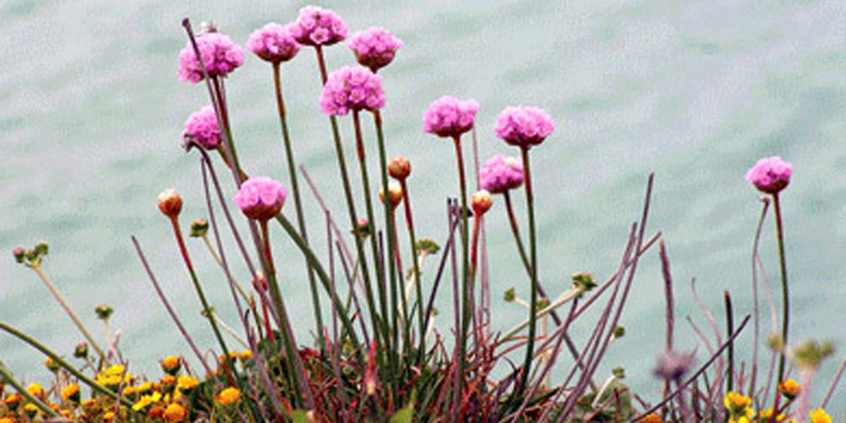 Stewardship Program Spring Wildflower Walks, Park Academy