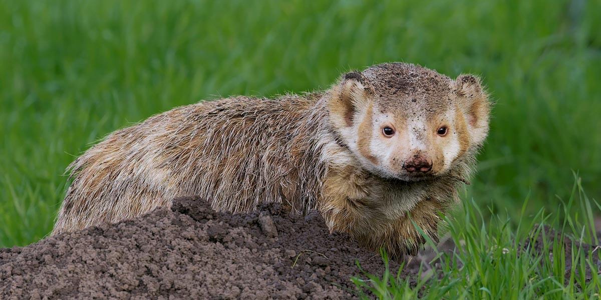 Badger photographed by Vishal Subramanyan