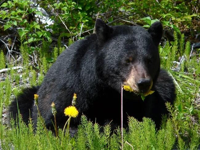 Black bear eating dandelions