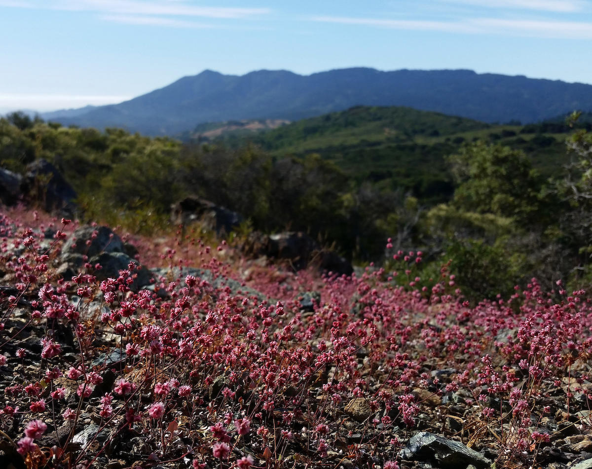 Eriogonum luteolum, Mt. Tam 