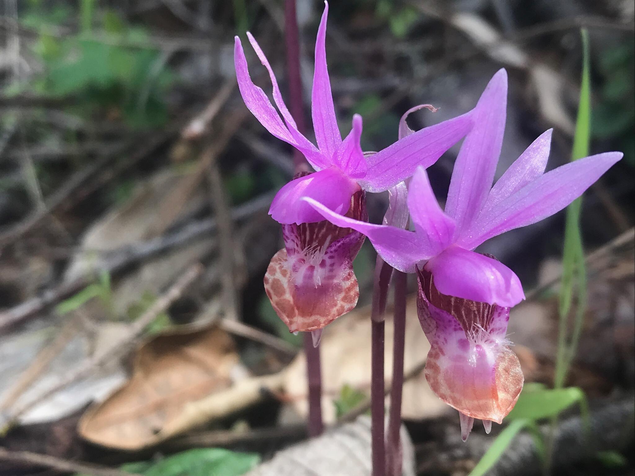 Fuschia fairy slipper orchid surrounded by green forest