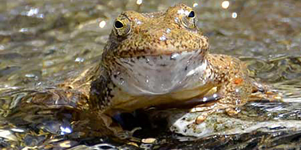 Foothill yellow-legged frog. Credit: Ian Austin