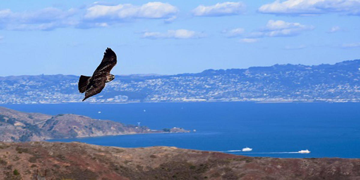 Hawk in flight over Bay. 