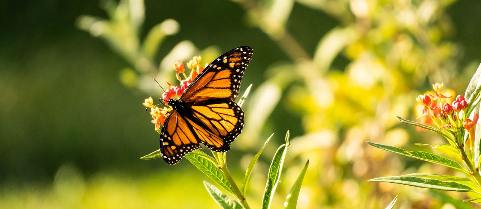 Monarch butterfly