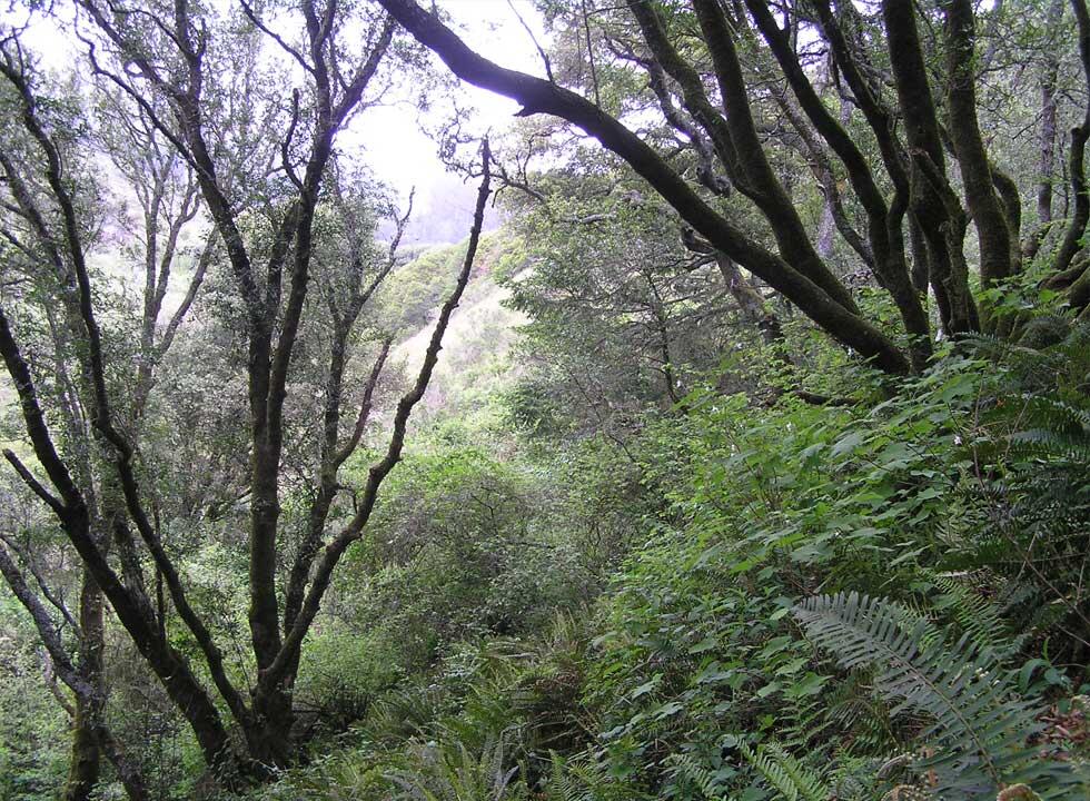 Forested surroundings of Redwood Creek Trail