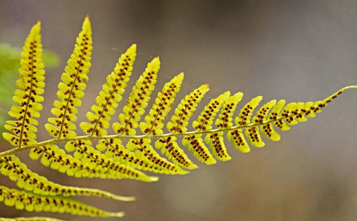 Spores on the underside of a fern leaf. Spores on the underside of a fern leaf.