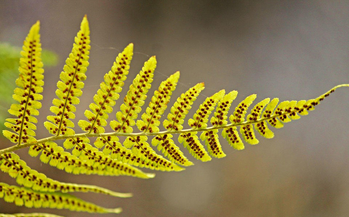 Spores on the underside of a fern leaf.