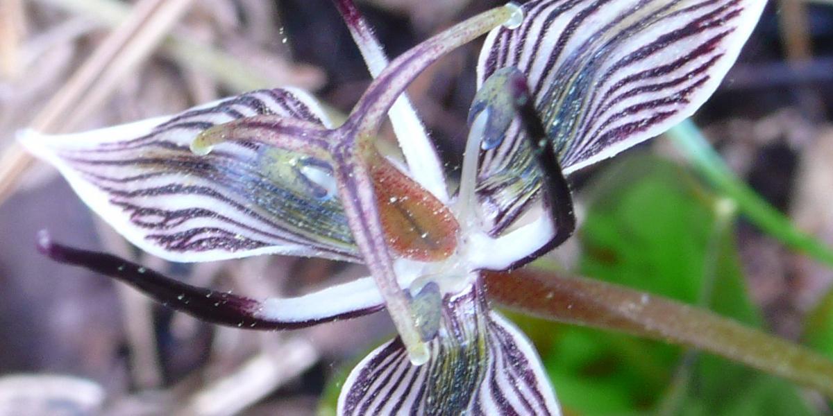 Fetid adder’s tongue