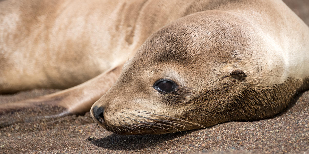 Plight of the Pinnipeds: El Niño and Suffering Seals and Sea Lions | Golden  Gate National Parks Conservancy
