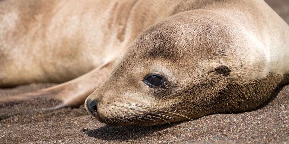 sea lion