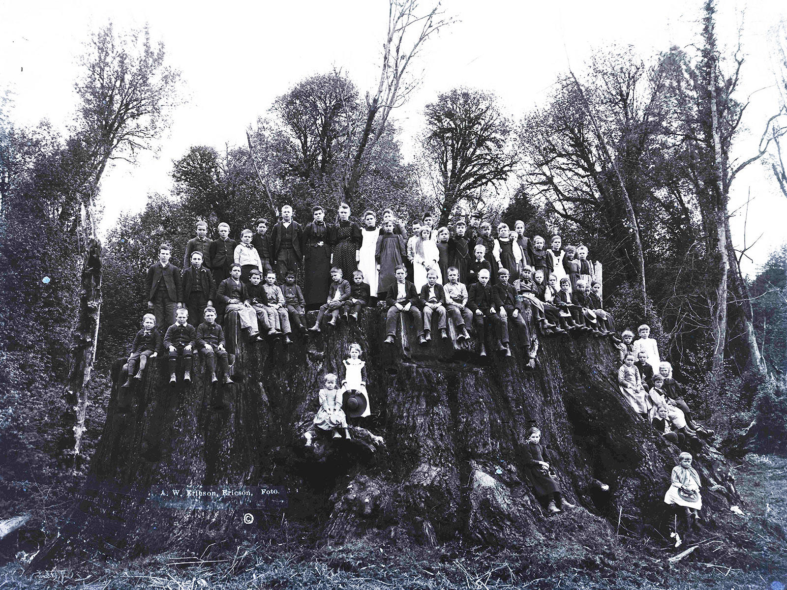 The gigantic Fieldbrook Stump is one source of ancient DNA for a newly planted grove of coast redwoods in the Presidio. Photo from Humboldt County, Calif., 1890. Black and white photo of people posing on Fieldbrook Stump, one of the largest trees in the world.