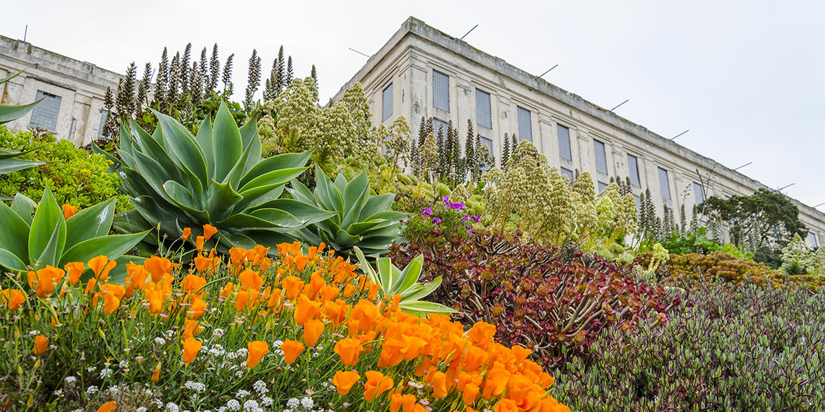 A group of colorful wildflowers in front of a disused federal penitentiary building on Alcatraz Island.