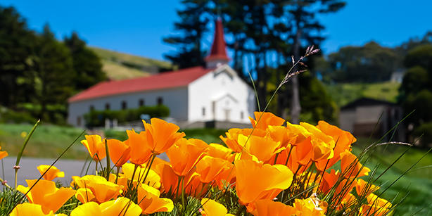 California poppies