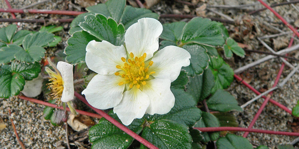 Strawberry plant