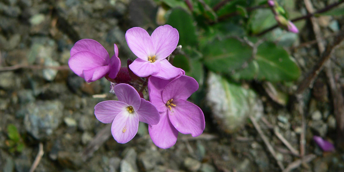 Arabis blepharophylla, the coast rock cress