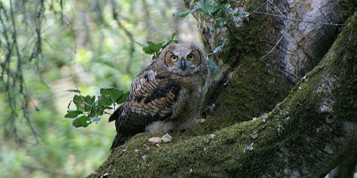 owl at Muir Woods