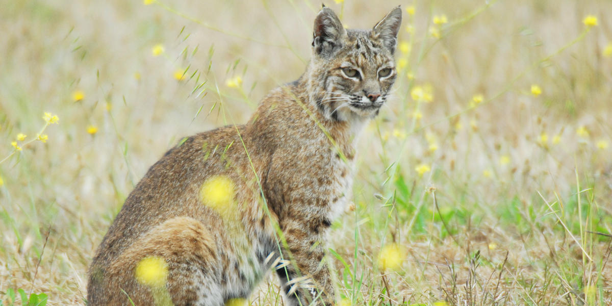 A bobcat sits in a field of tall grasses with yellow flowers