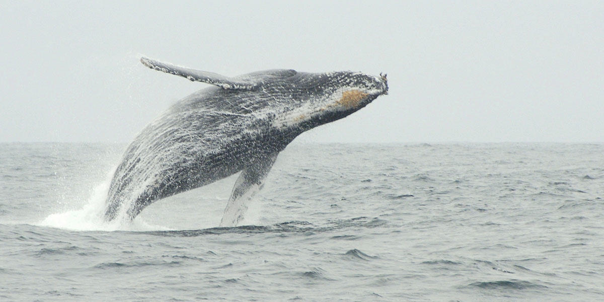 A humpback whale is seen breaching off the coast of California in 2010.