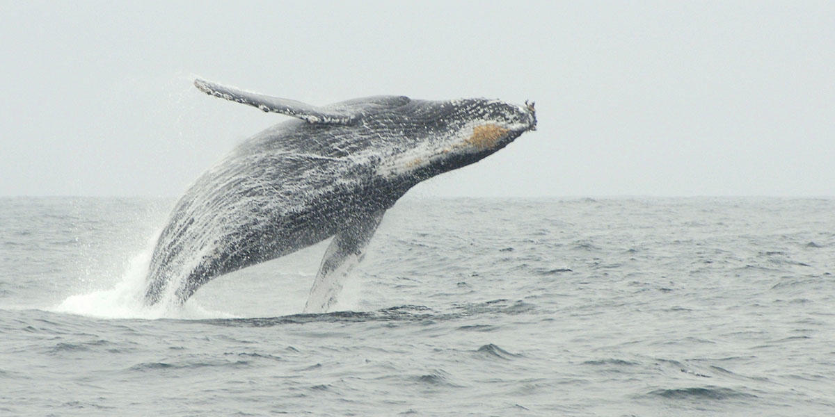A humpback whale is seen breaching off the coast of California in 2010. A humpback whale is seen breaching off the coast of California in 2010.