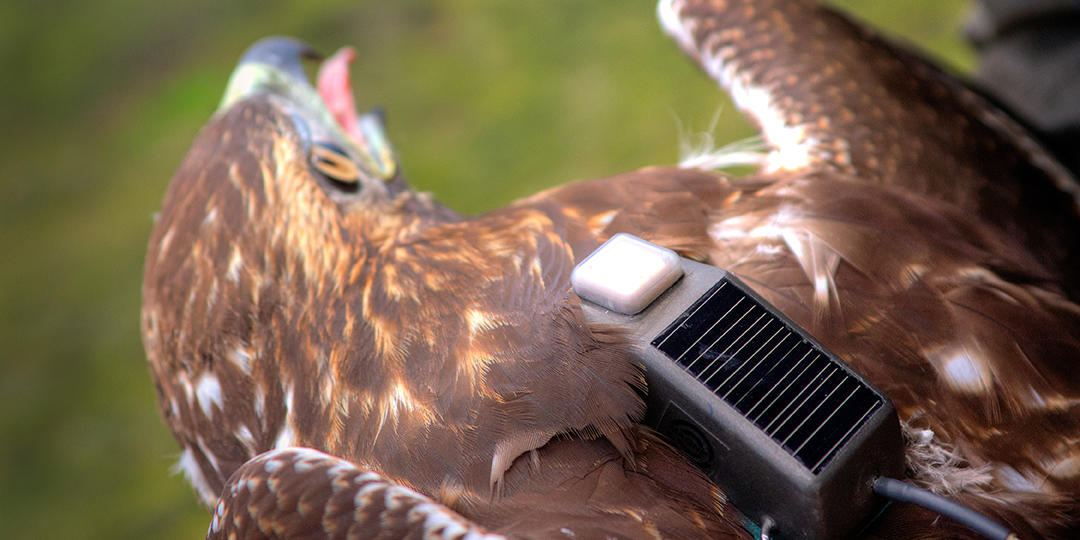 Red-tailed Hawk monitoring