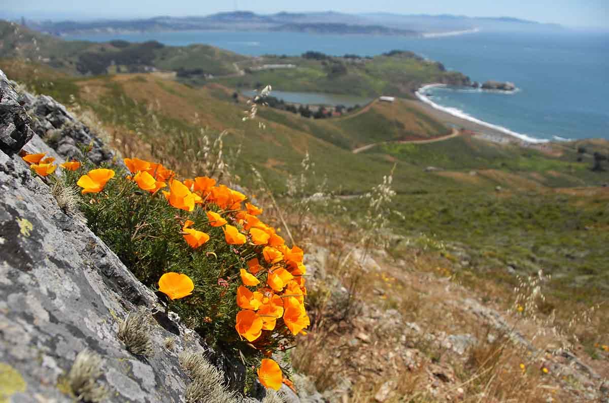 California poppies seen in the Marin Headlands.