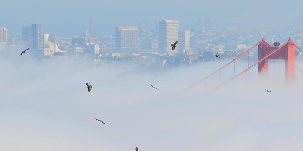 hawks flying over the Golden Gate Bridge in the fog