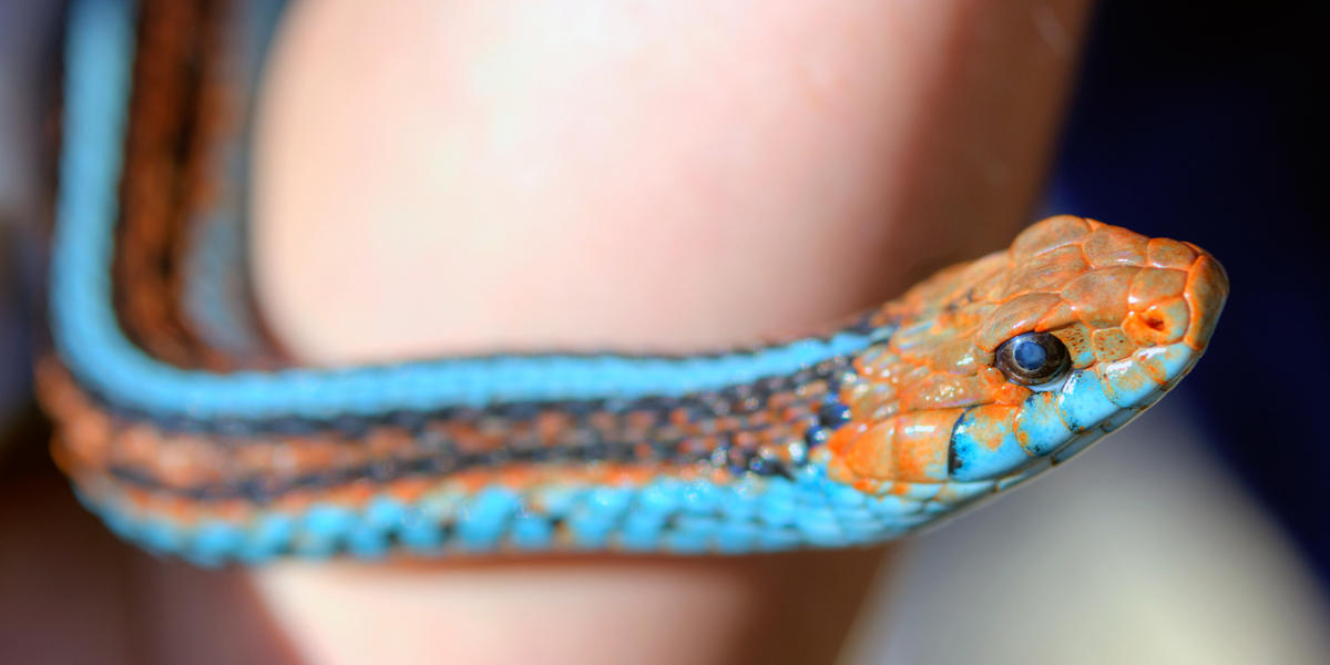 A person holds a snake with a bright teal underside, red and black stripes, and red head