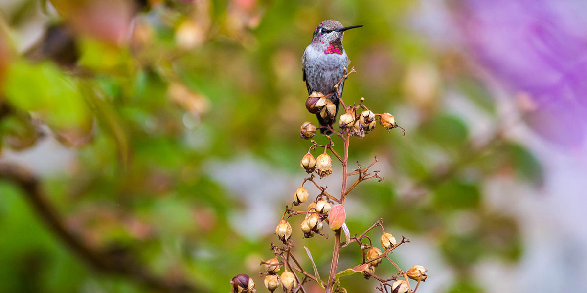 An Anna's hummingbird.