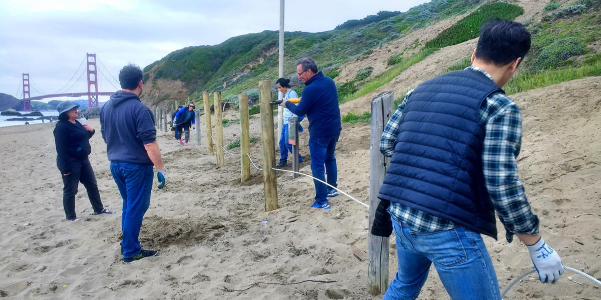 A group of volunteers replacing post and cable fencing at Baker Beach.