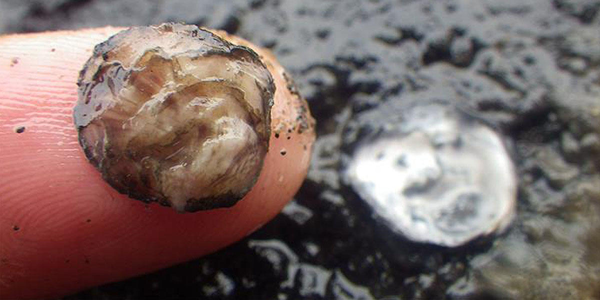 Olympia oysters (Ostrea lurida) 