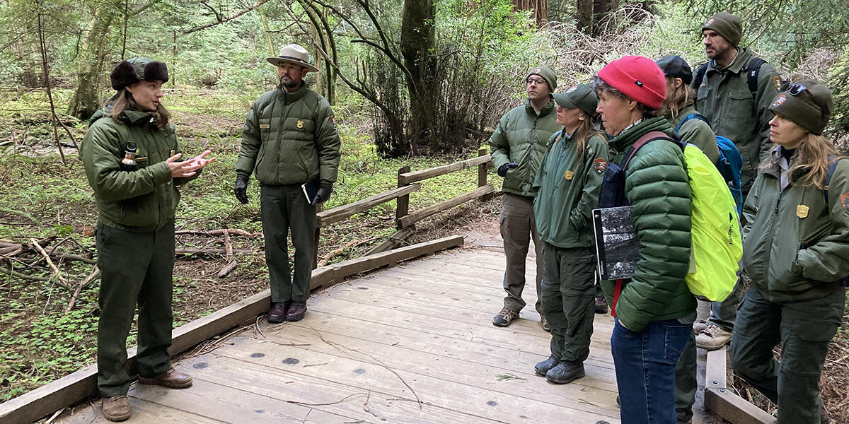 NPS rangers in green uniforms are seen in conversation on a boardwalk at Muir Woods.