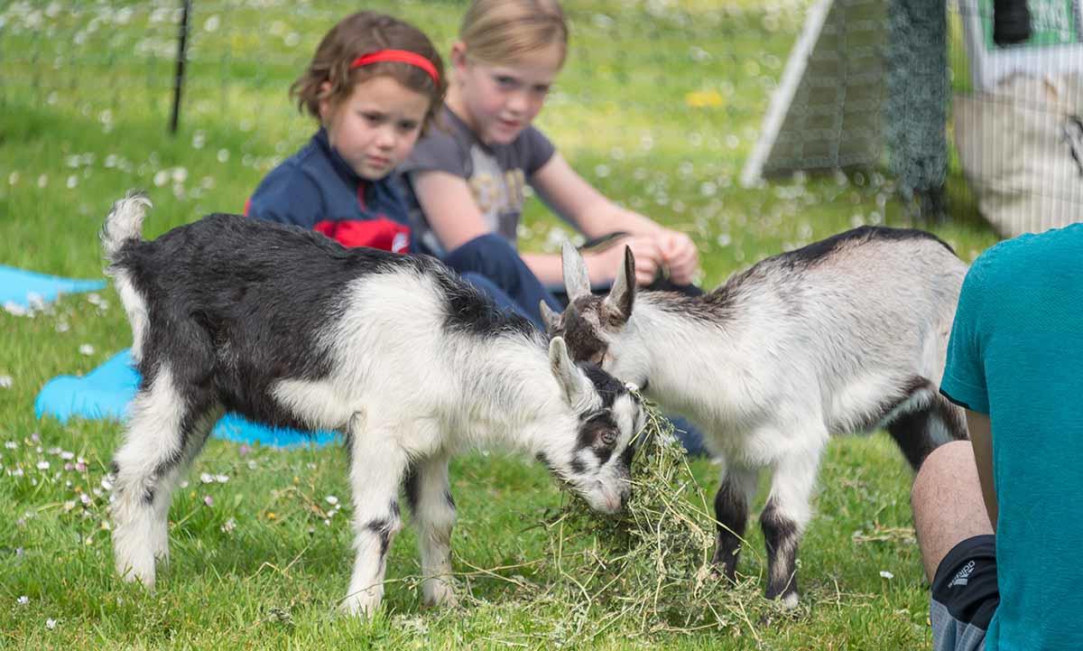 Goats munch on vegetation at Black Point during a cleanup effort and goat yoga party at the Fort Mason site.