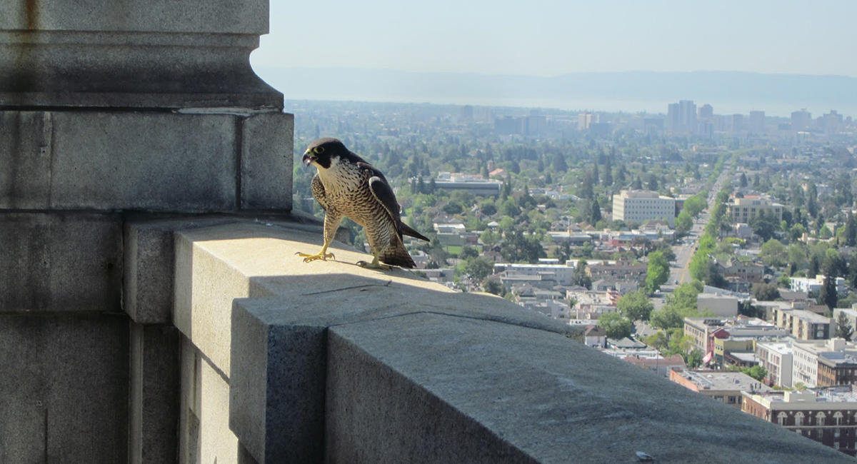 A Peregrine Falcon defends its nest at the UC Berkeley Campanile tower.
